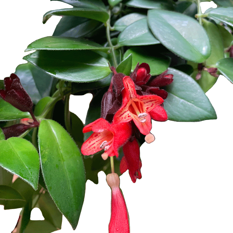 Aeschynanthus Mona Lisa - 2.5" Succulent