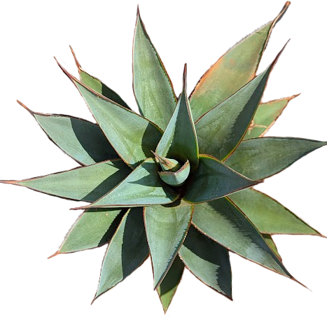 Agave att Shaka Koko - 4" Succulents