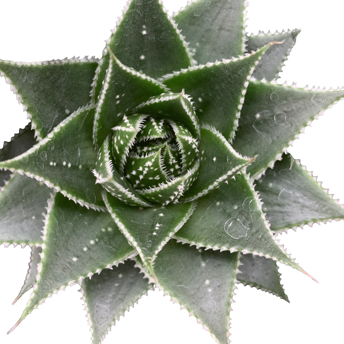 Aloe Cosmic Full Moon - 2.5" Succulent