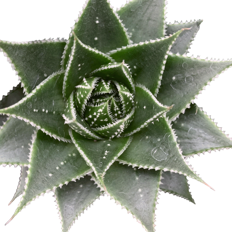 Aloe Cosmic Full Moon - 2.5" Succulent