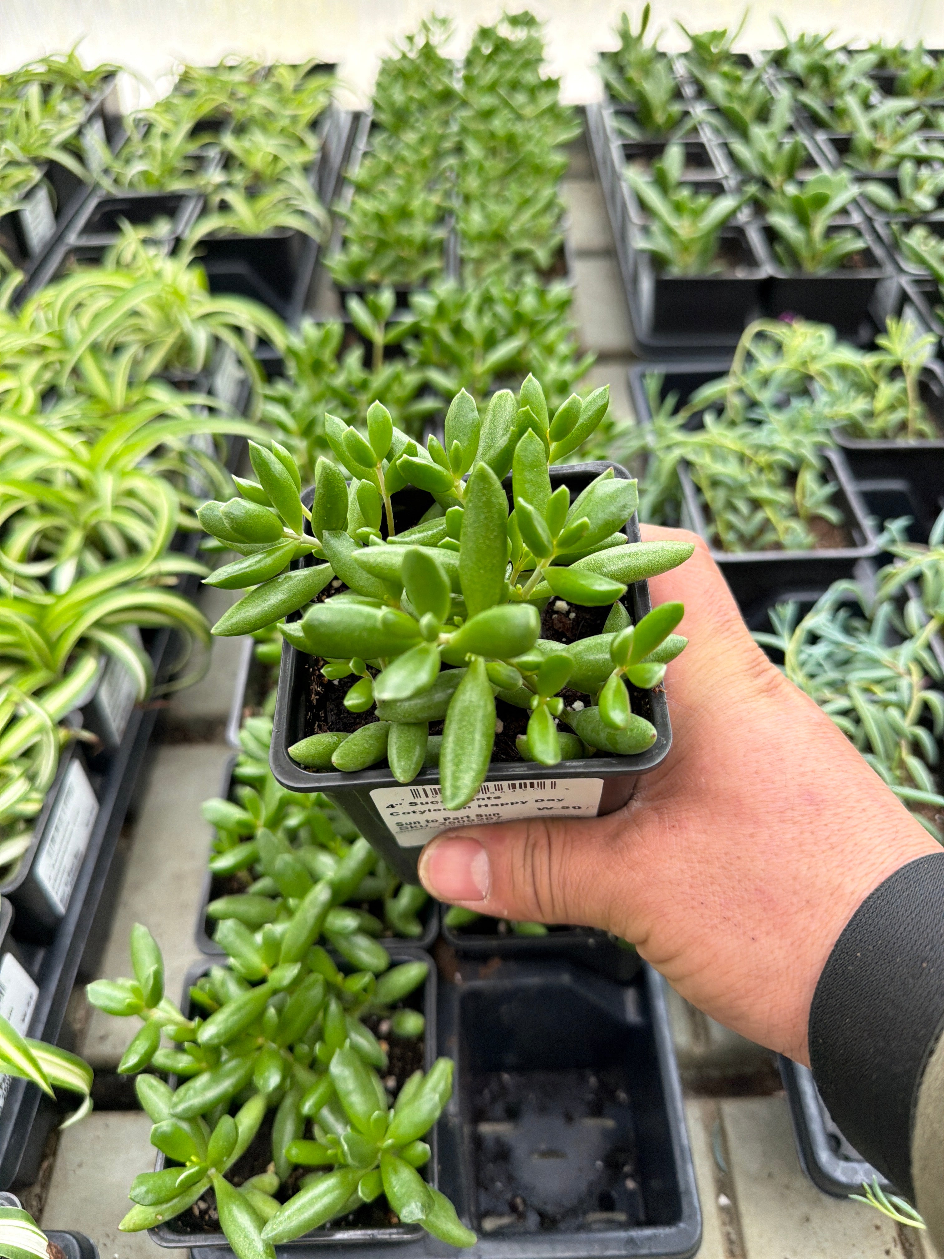 Cotyledon Happy Day - 4" Succulents