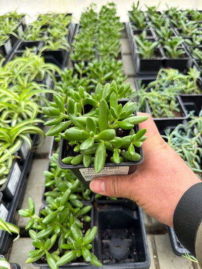 Cotyledon Happy Day - 4" Succulents