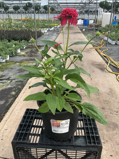 Echinacea Coneflower Double Coded Coral Cranberry