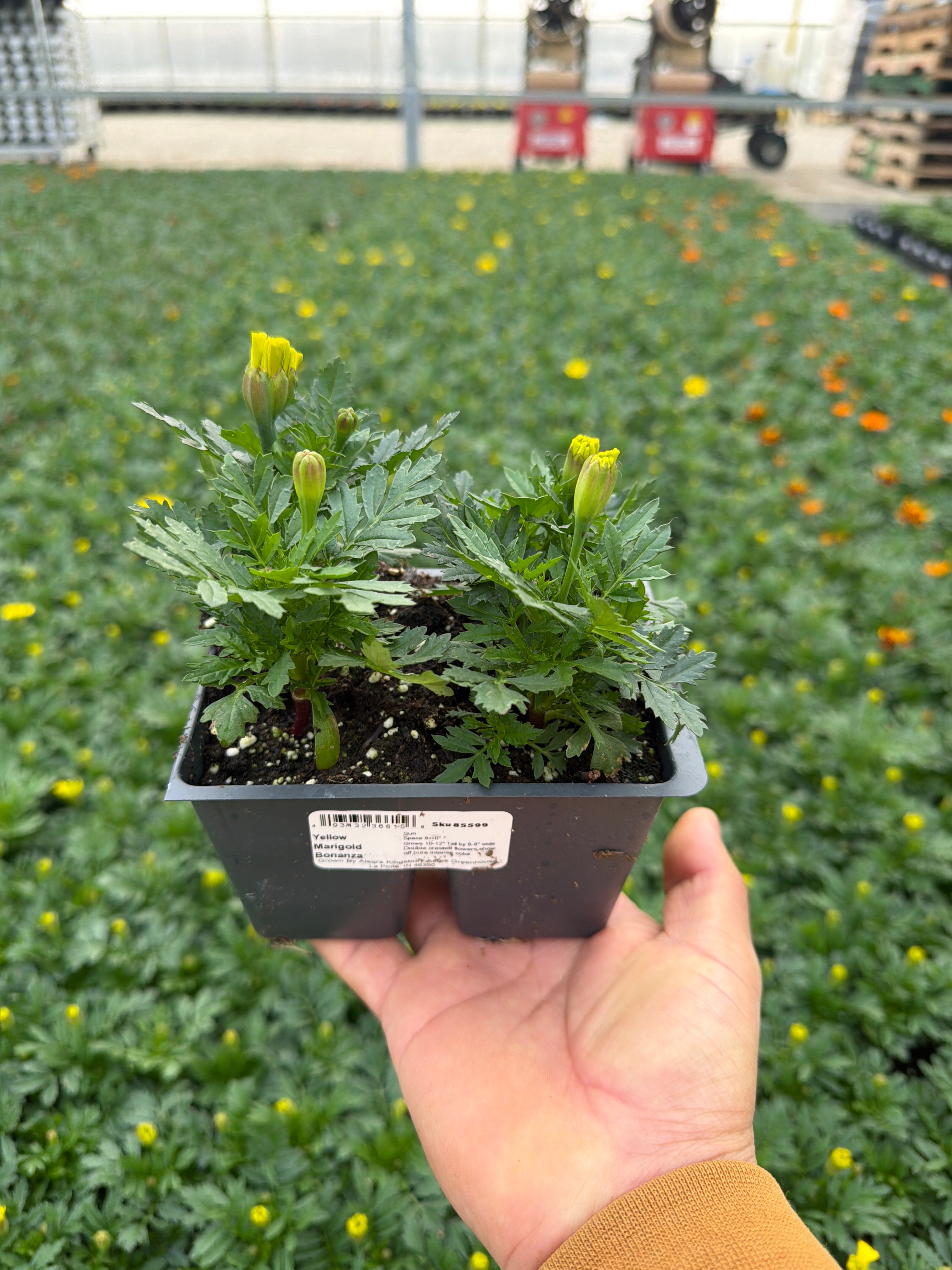 Marigold Bonanza Yellow - 4 Pack Annual