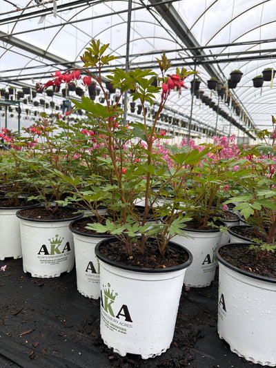Dicentra Bleeding Heart Valentine