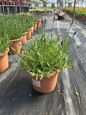 Lavandula LaDiva Eternal Grace - 8" Planter
