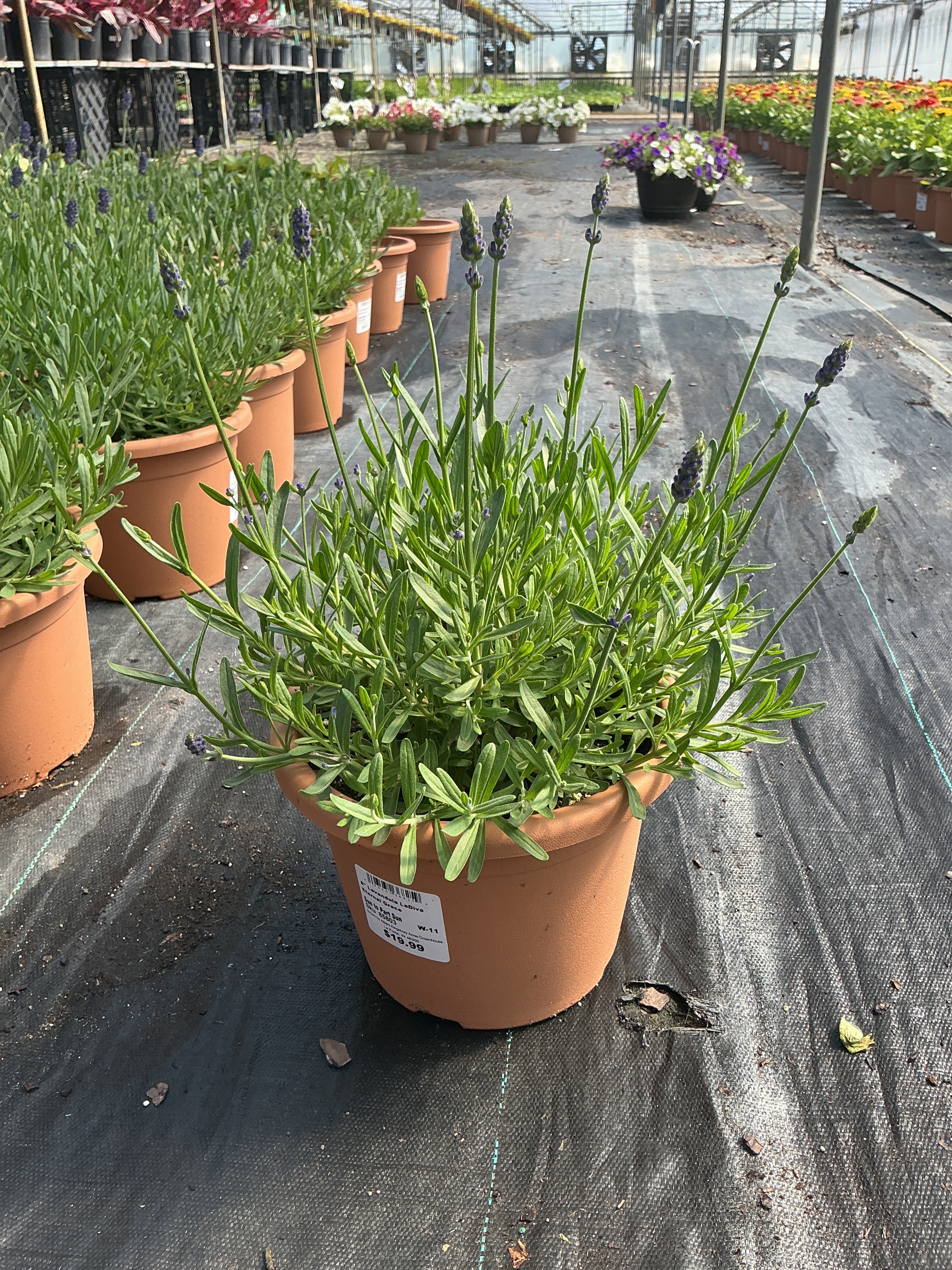 Lavandula LaDiva Eternal Grace - 8" Planter