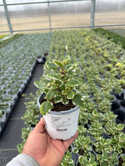 Plectranthus Variegata - 4.33" Premium Annual