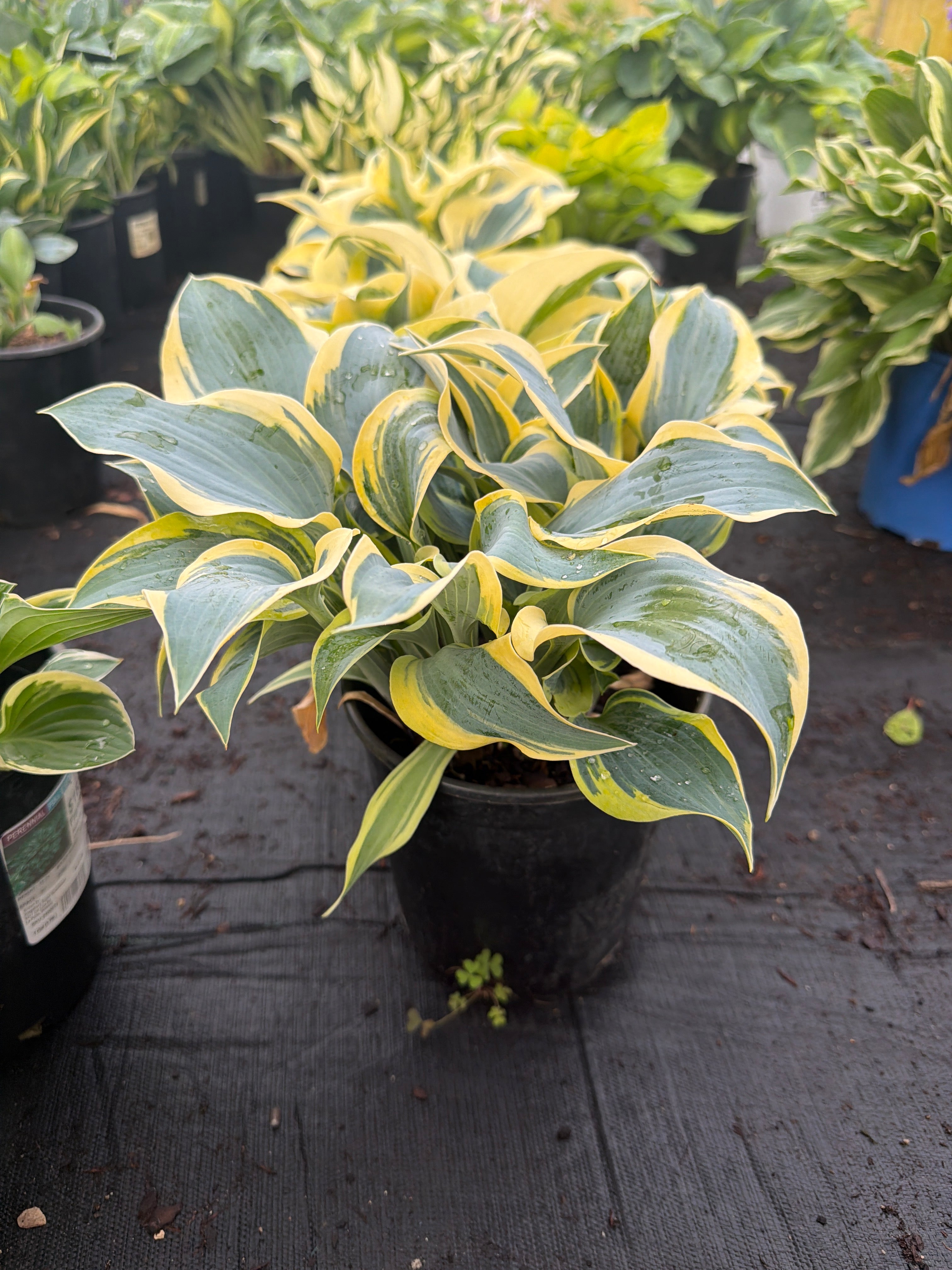 Hosta Plantain Lily Loyalist
