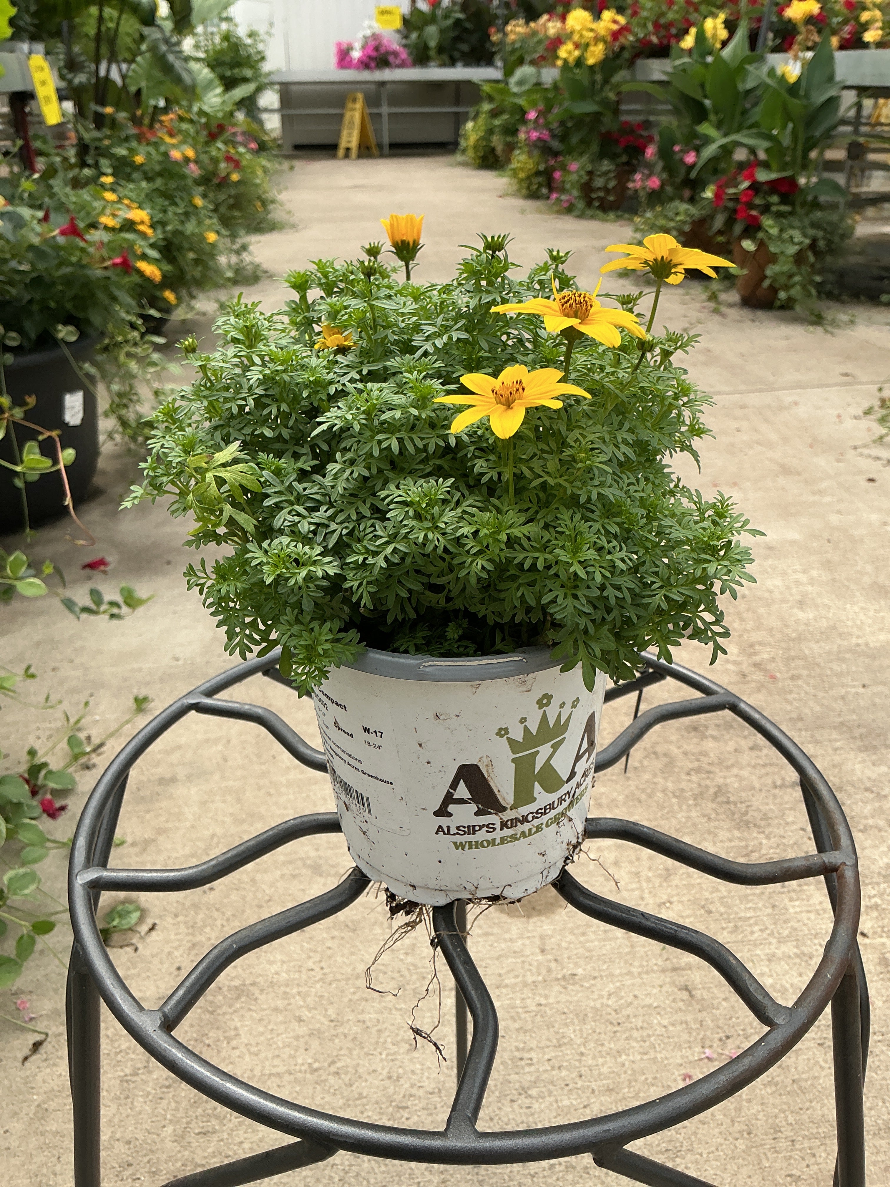 Bidens Goldilocks Rocks - 4.25" Proven Winners Annual
