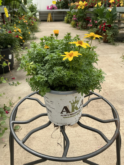 Bidens Goldilocks Rocks - 4.25" Proven Winners Annual