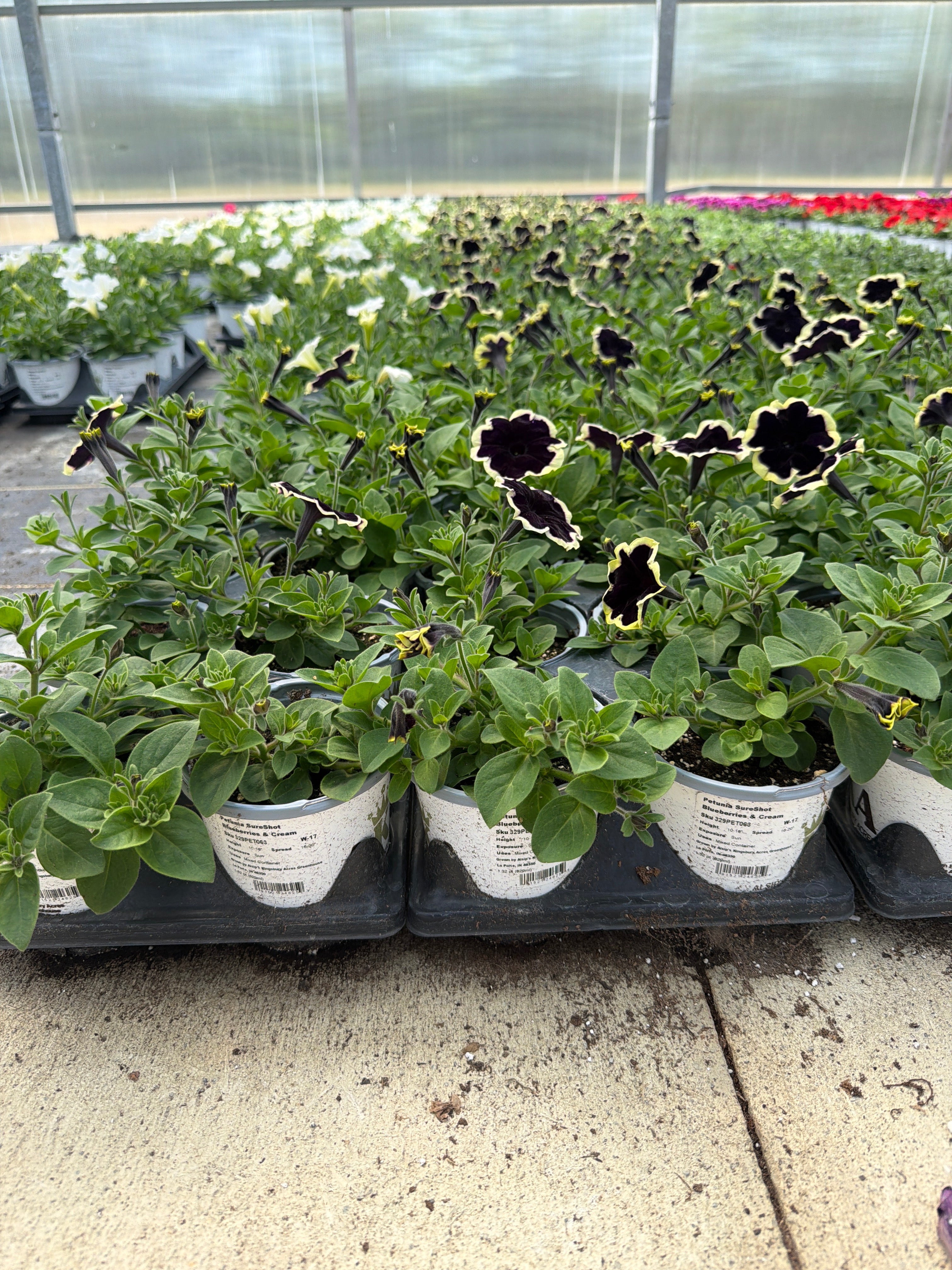 Petunia SureShot Blueberries & Cream - 4.33" Premium Annual
