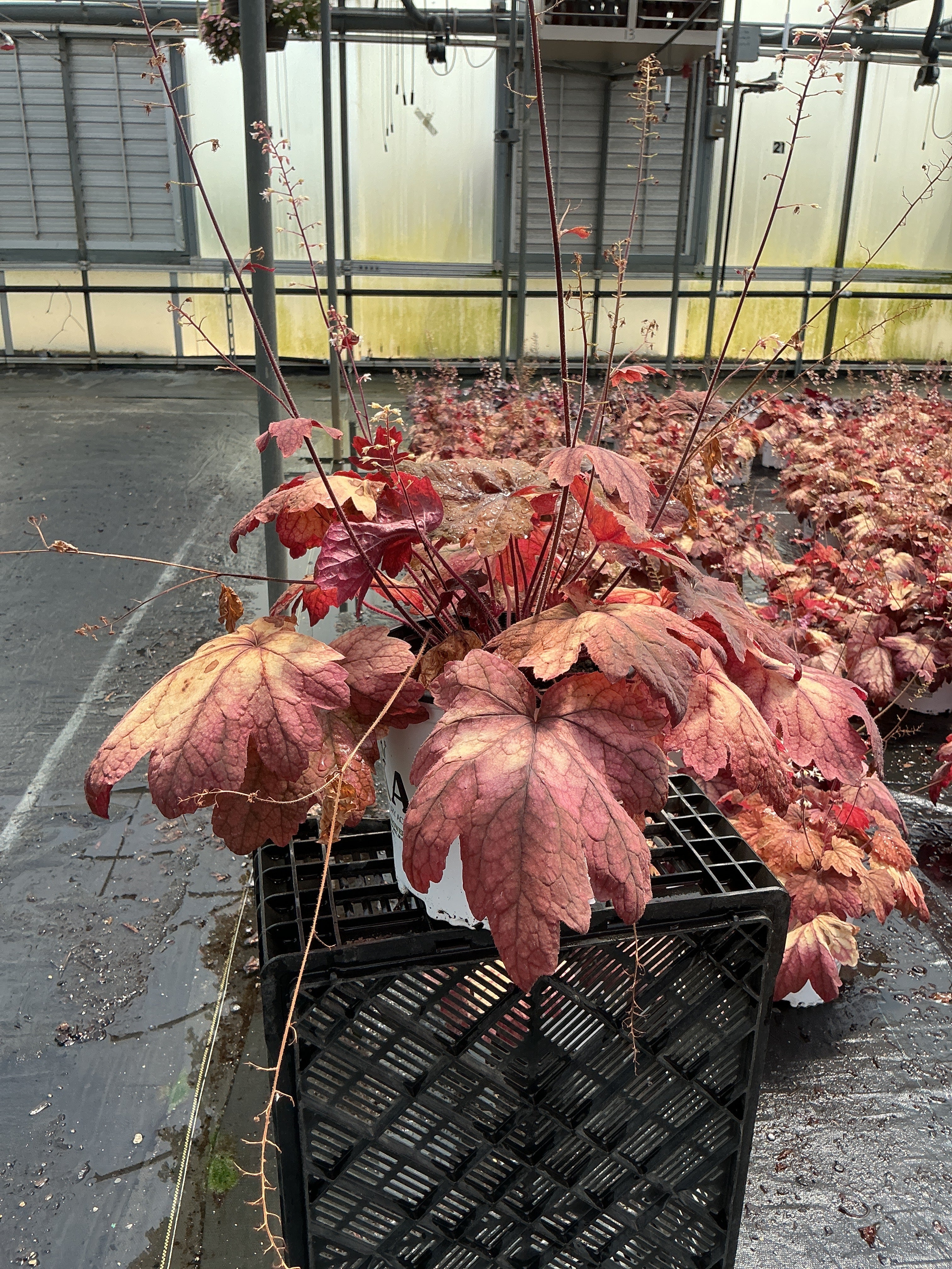 Heuchera Coral Bell Caramel