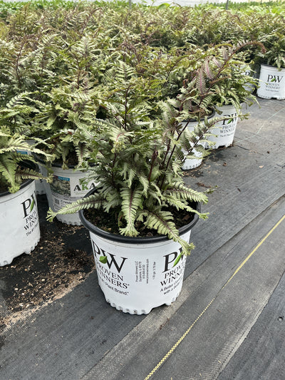 Athyrium Japanese Painted Fern Crested Surf