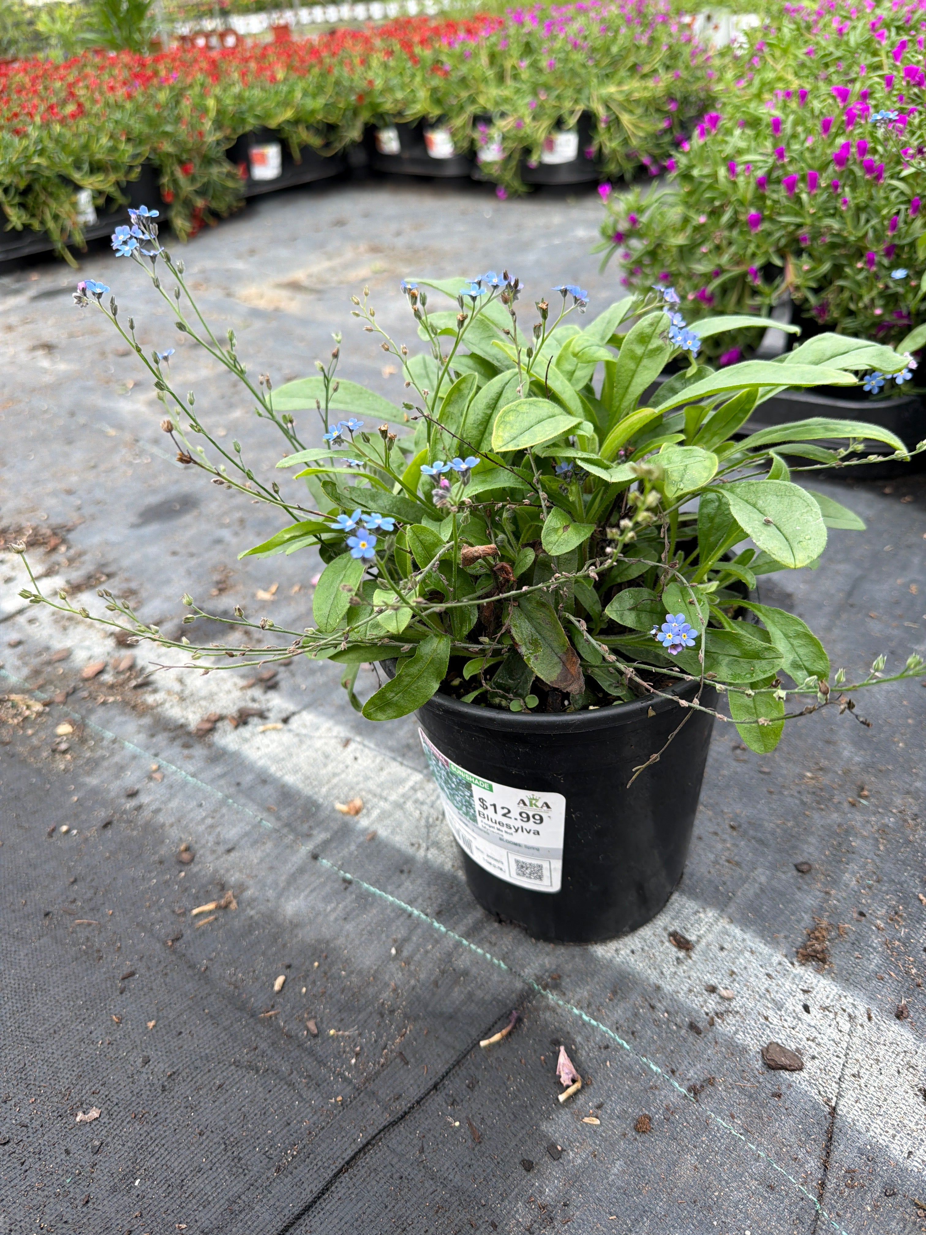 Myosotis Forget Me Not Bluesylva - 6" Perennial