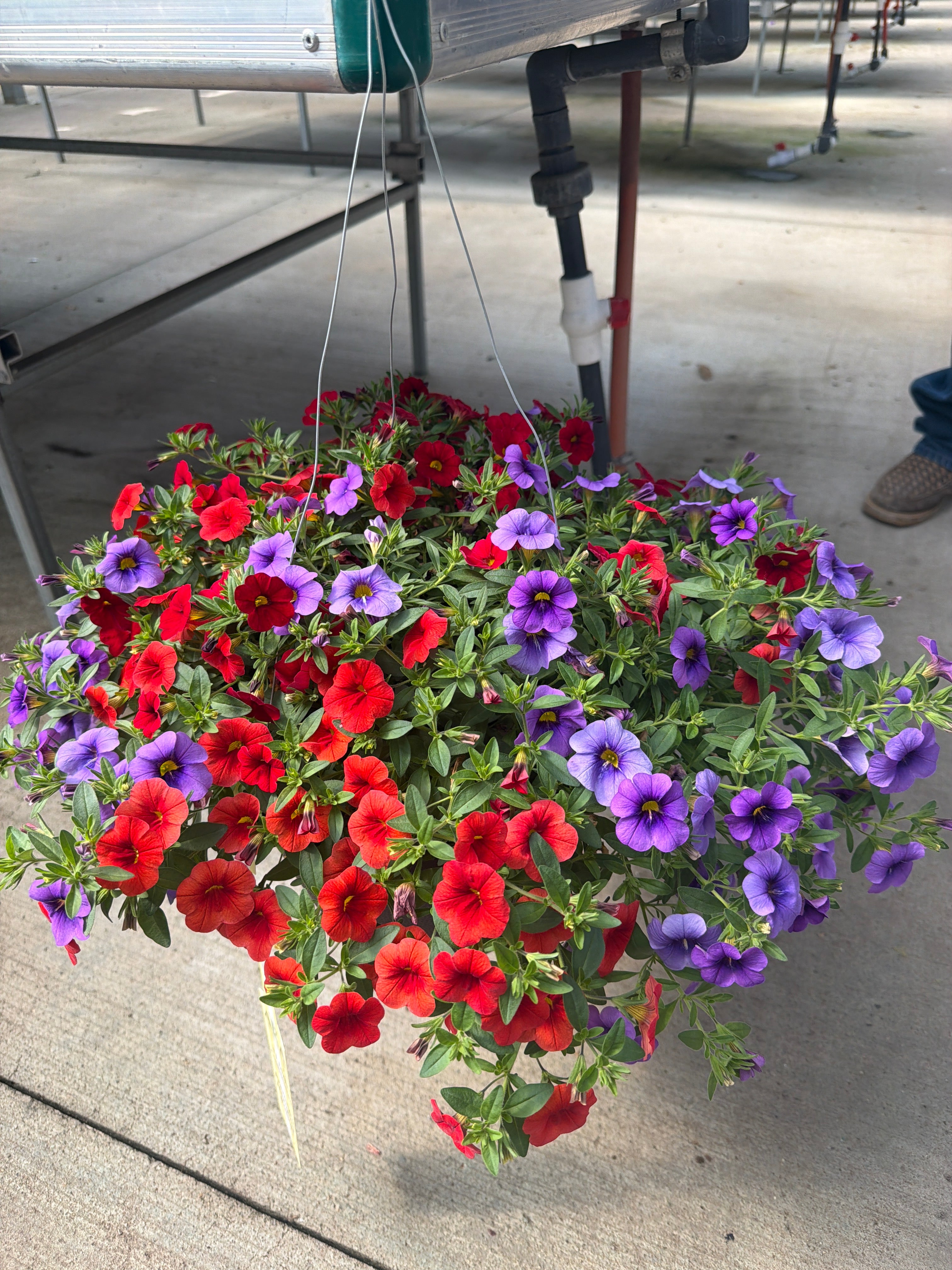 203 Calibrachoa Laguna Beach - 11" Hanging Basket