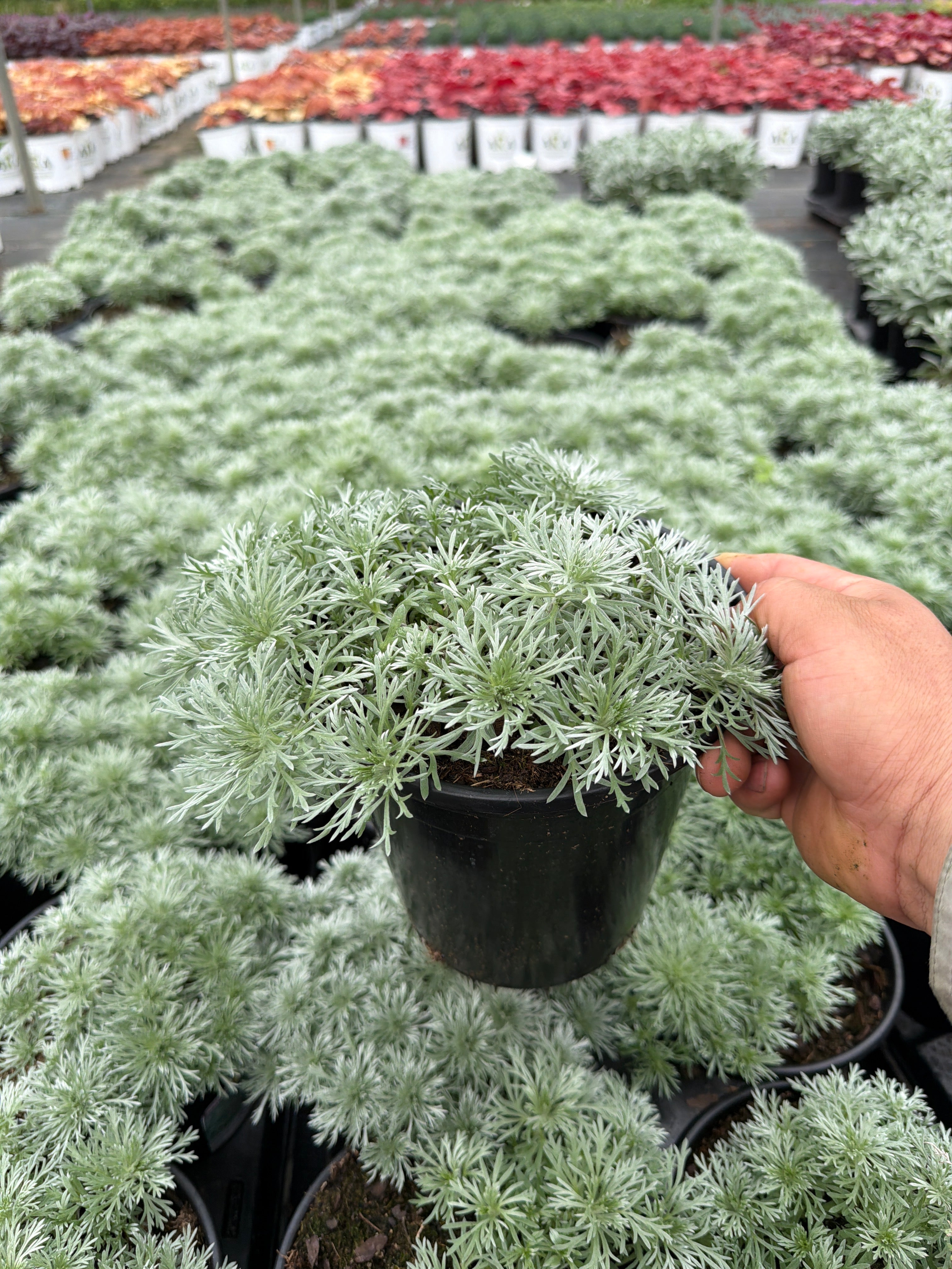 Artemisia Wormwood Silver Mound - 6" Perennial