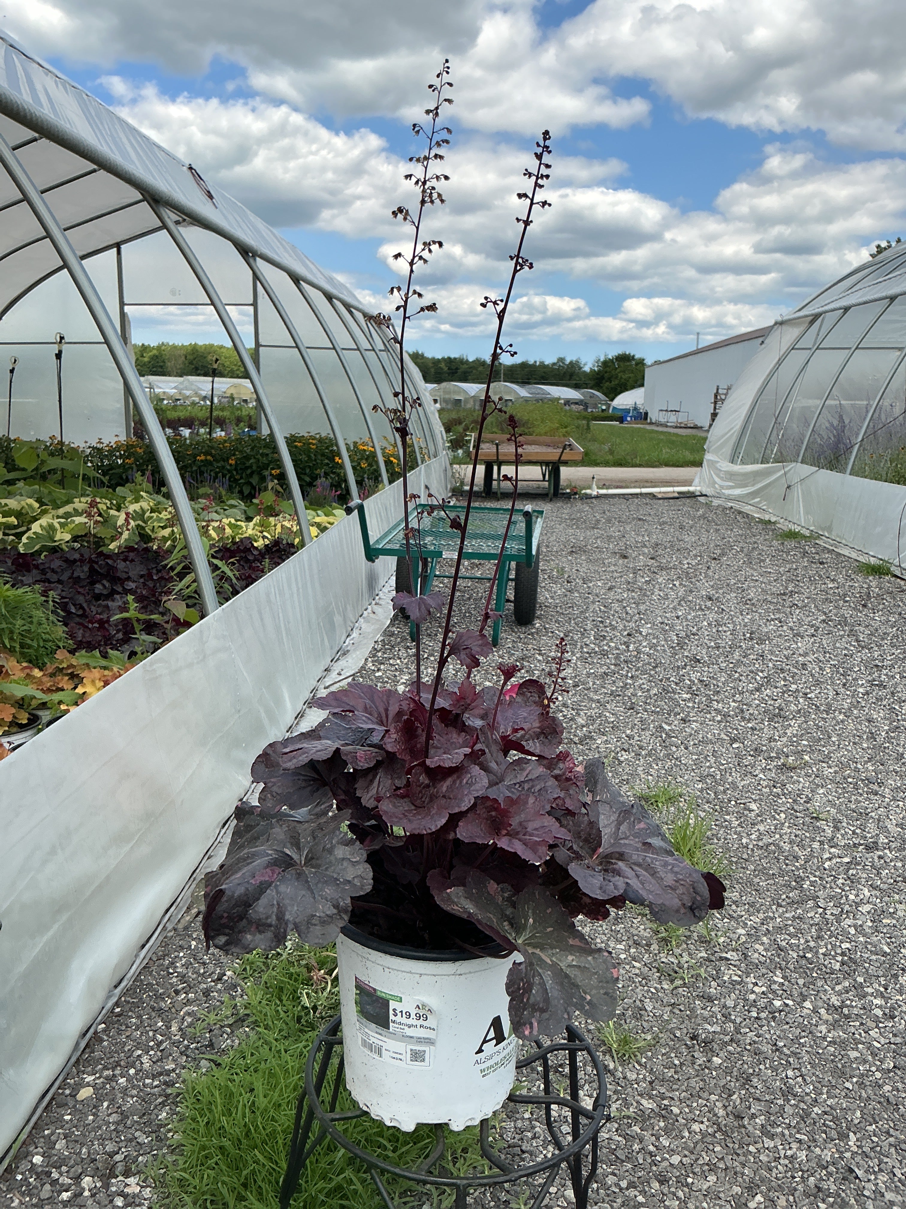 Heuchera Coral Bell Midnight Rose