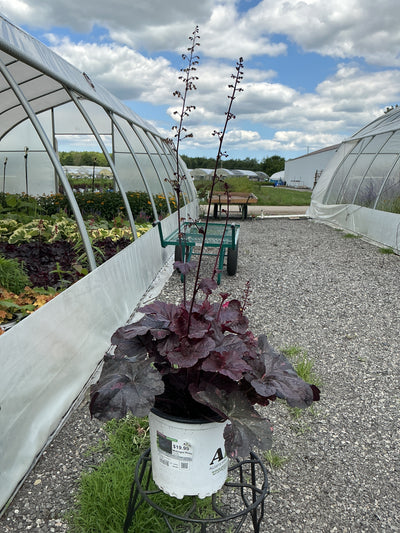 Heuchera Coral Bell Midnight Rose