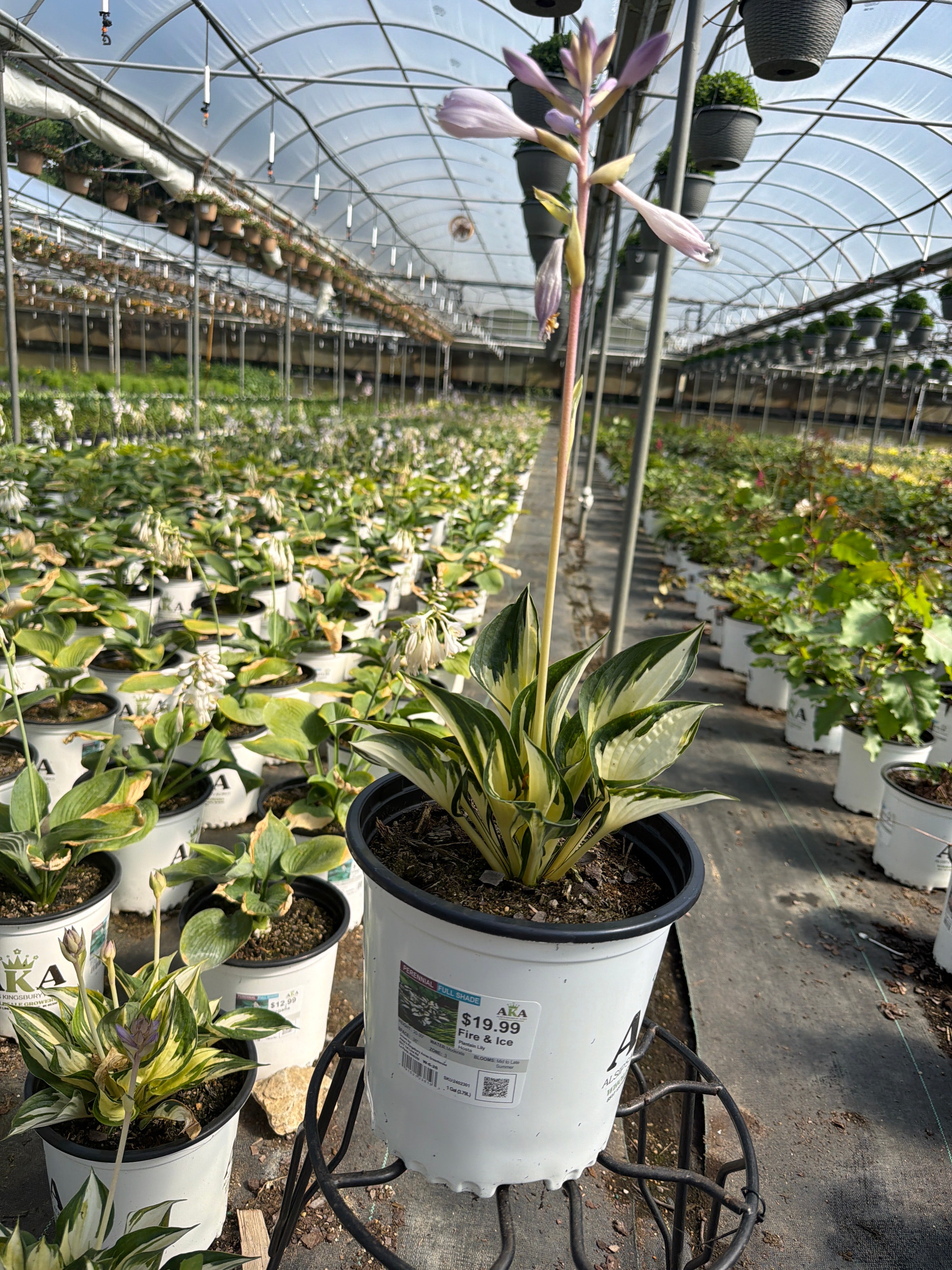 Hosta Plantain Lily Fire & Ice