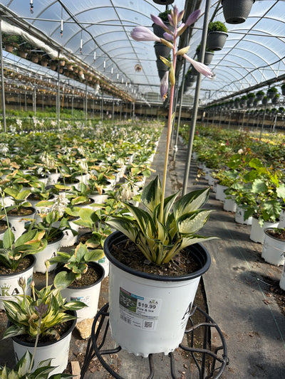 Hosta Plantain Lily Fire & Ice