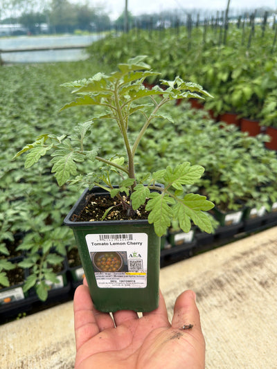 Tomato Lemon Cherry - 4" Potted Vegetable
