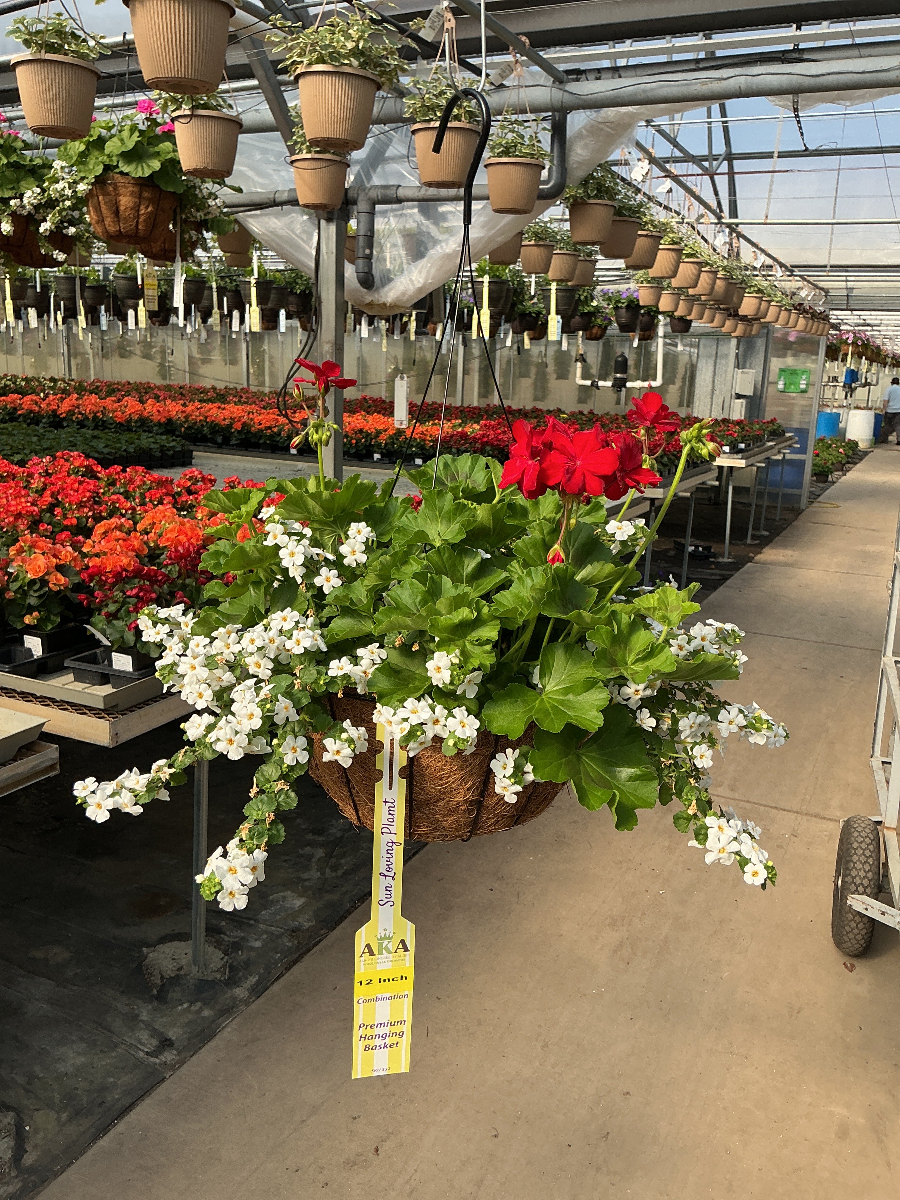 301 Geranium Copa - 12" Coco Hanging Basket
