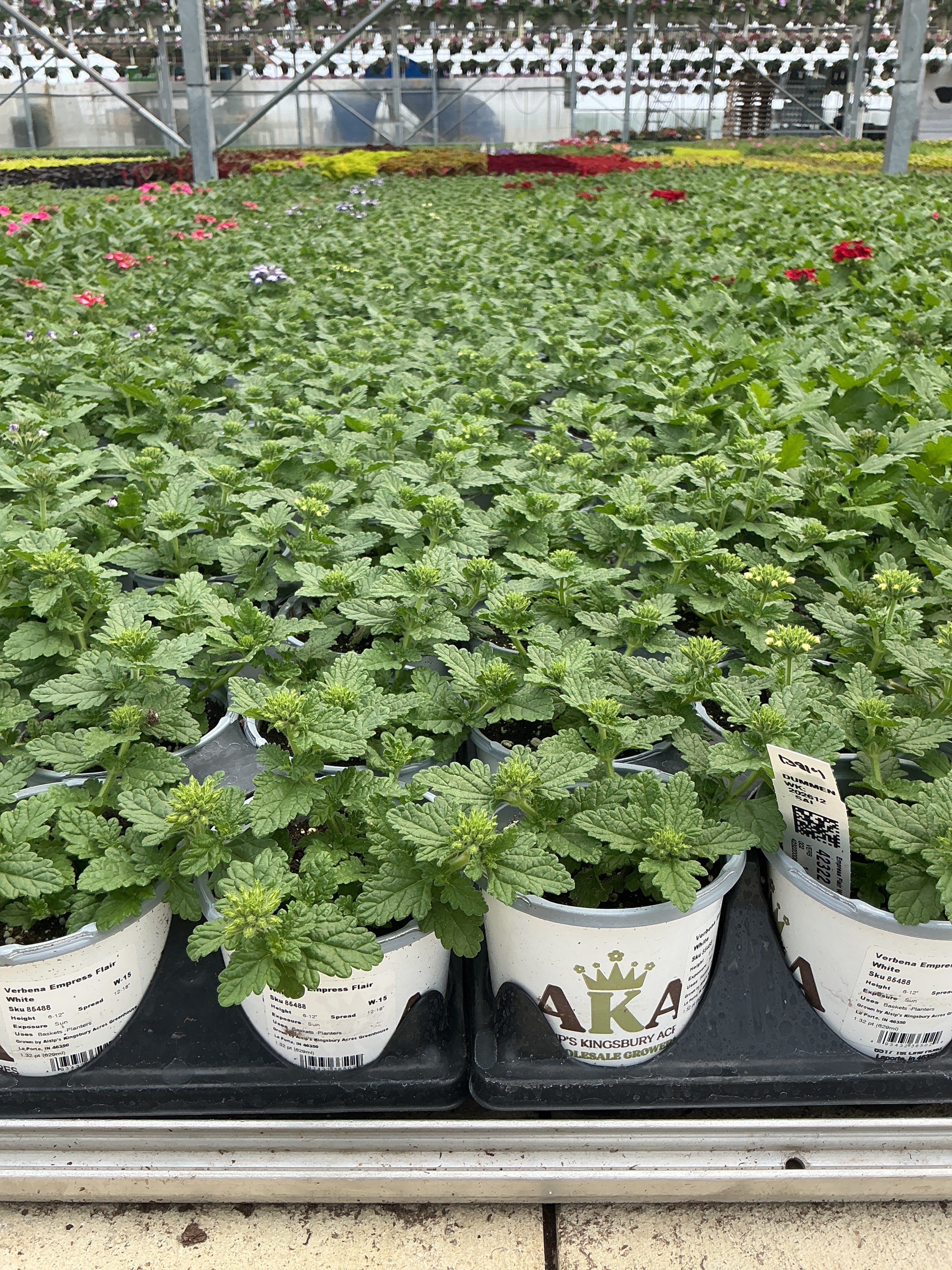 Verbena Empress Flair White - 4.33" Premium Annual