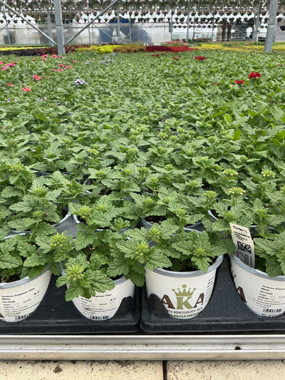 Verbena Empress Flair White - 4.33" Premium Annual