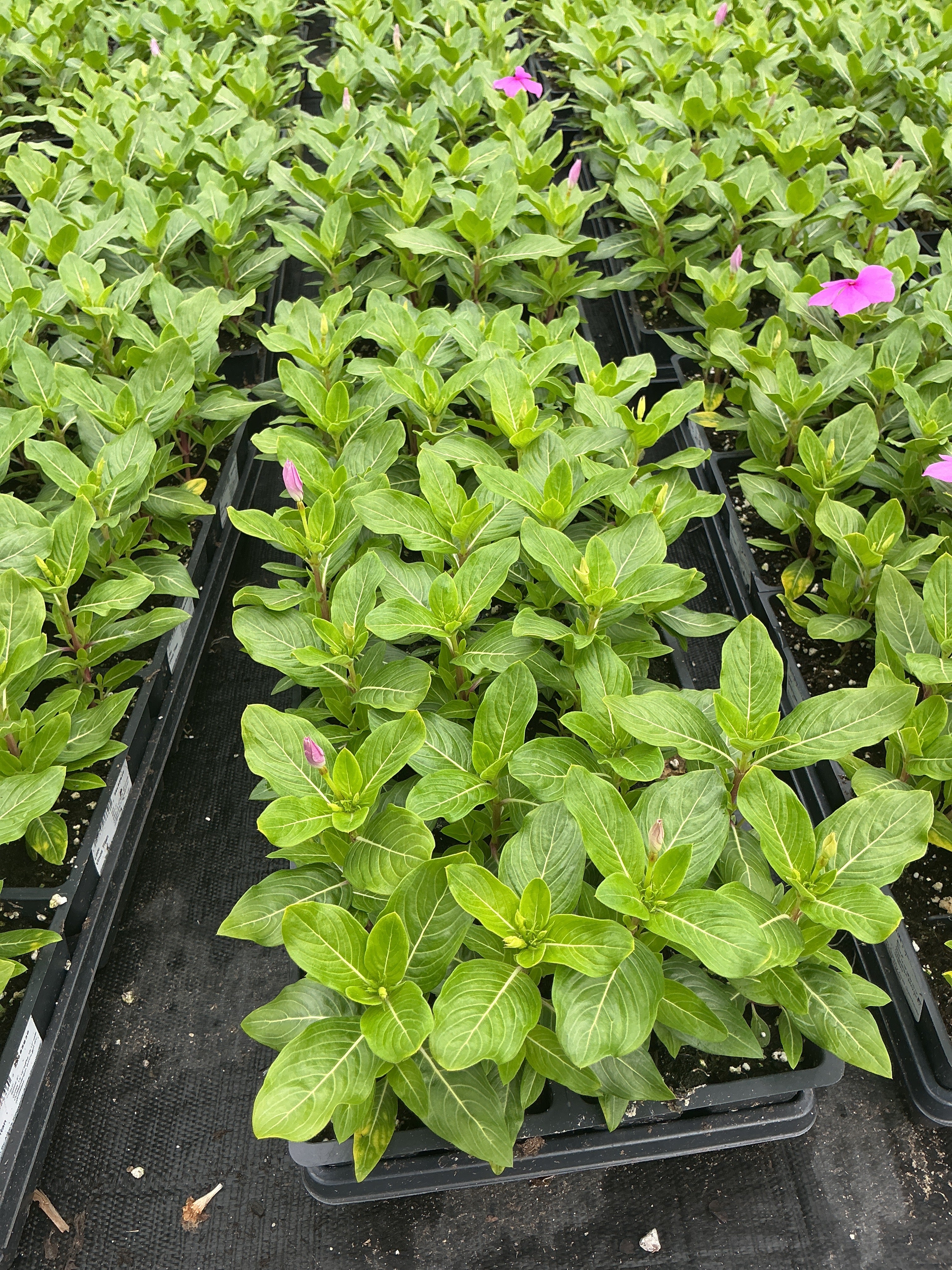 Vinca Titan Lilac - 4 Pack Annual