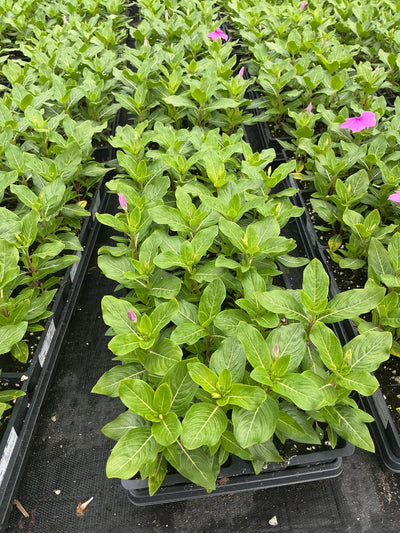 Vinca Titan Lilac - 4 Pack Annual