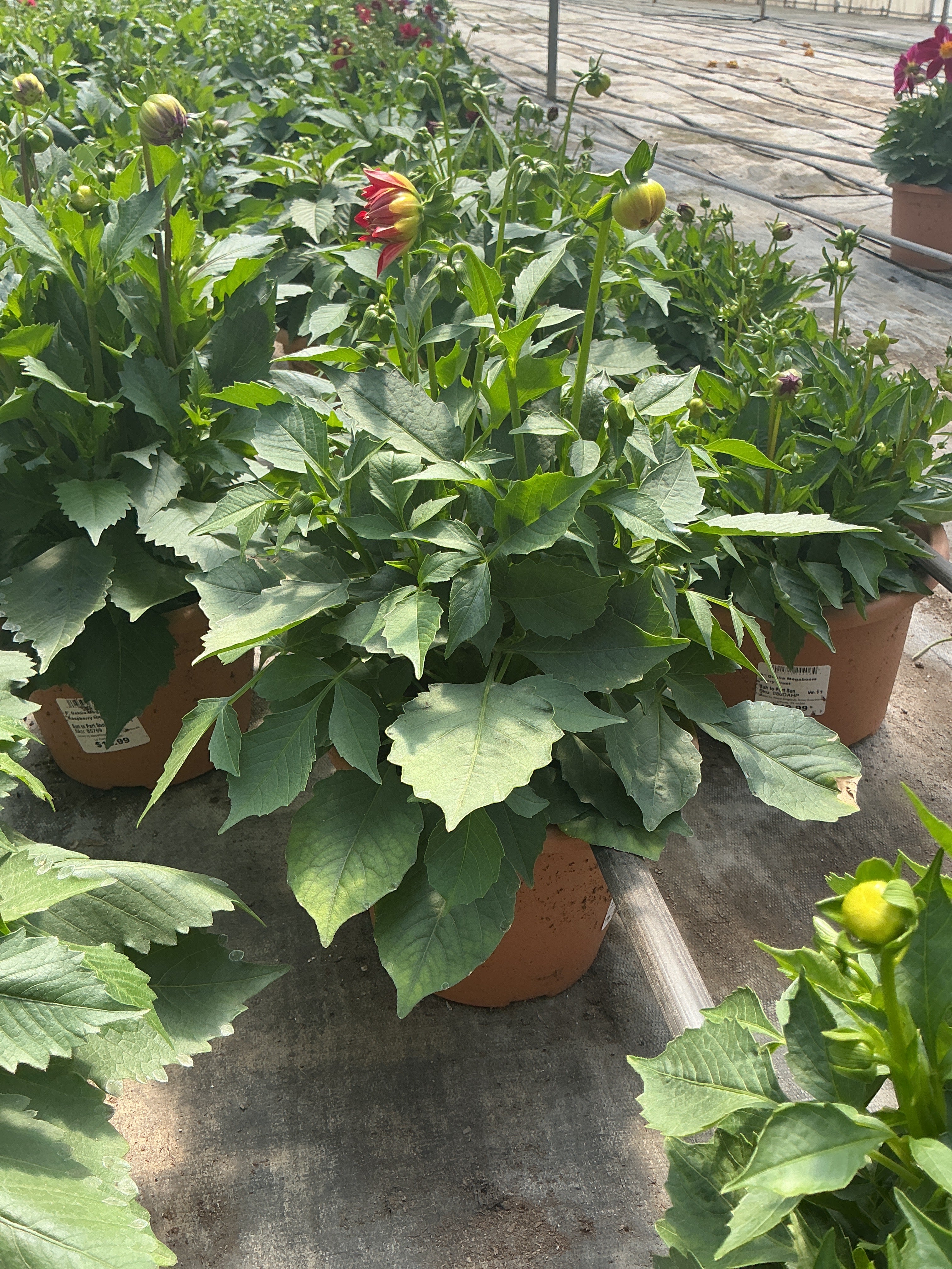DahliaMegaboom Fire - 8" Planter