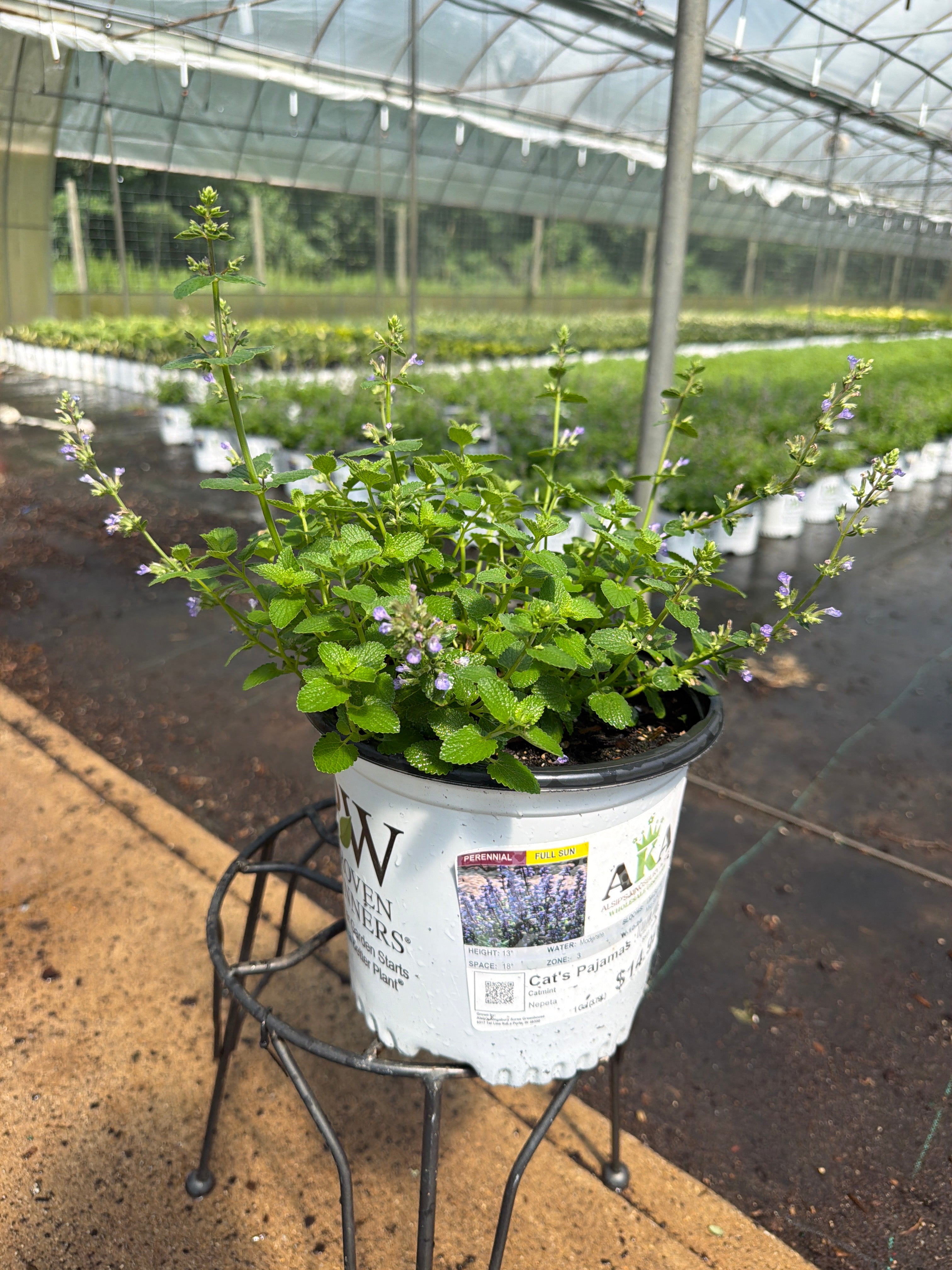 Nepeta Catmint Cat's Pajamas