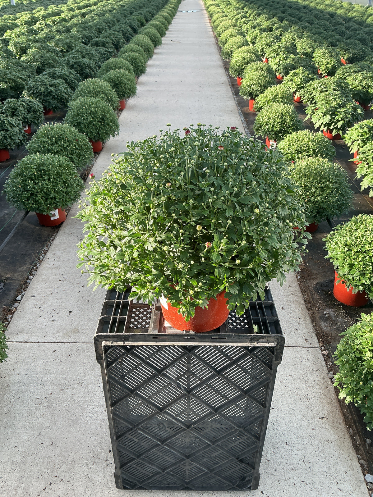 Samantha Red - 8"x6" Potted Garden Mum