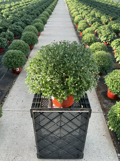 Samantha Red - 8"x6" Potted Garden Mum