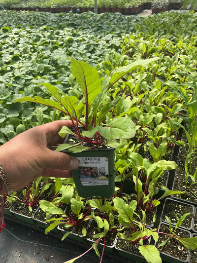 Beet Red Ace - 4" Potted Vegetable