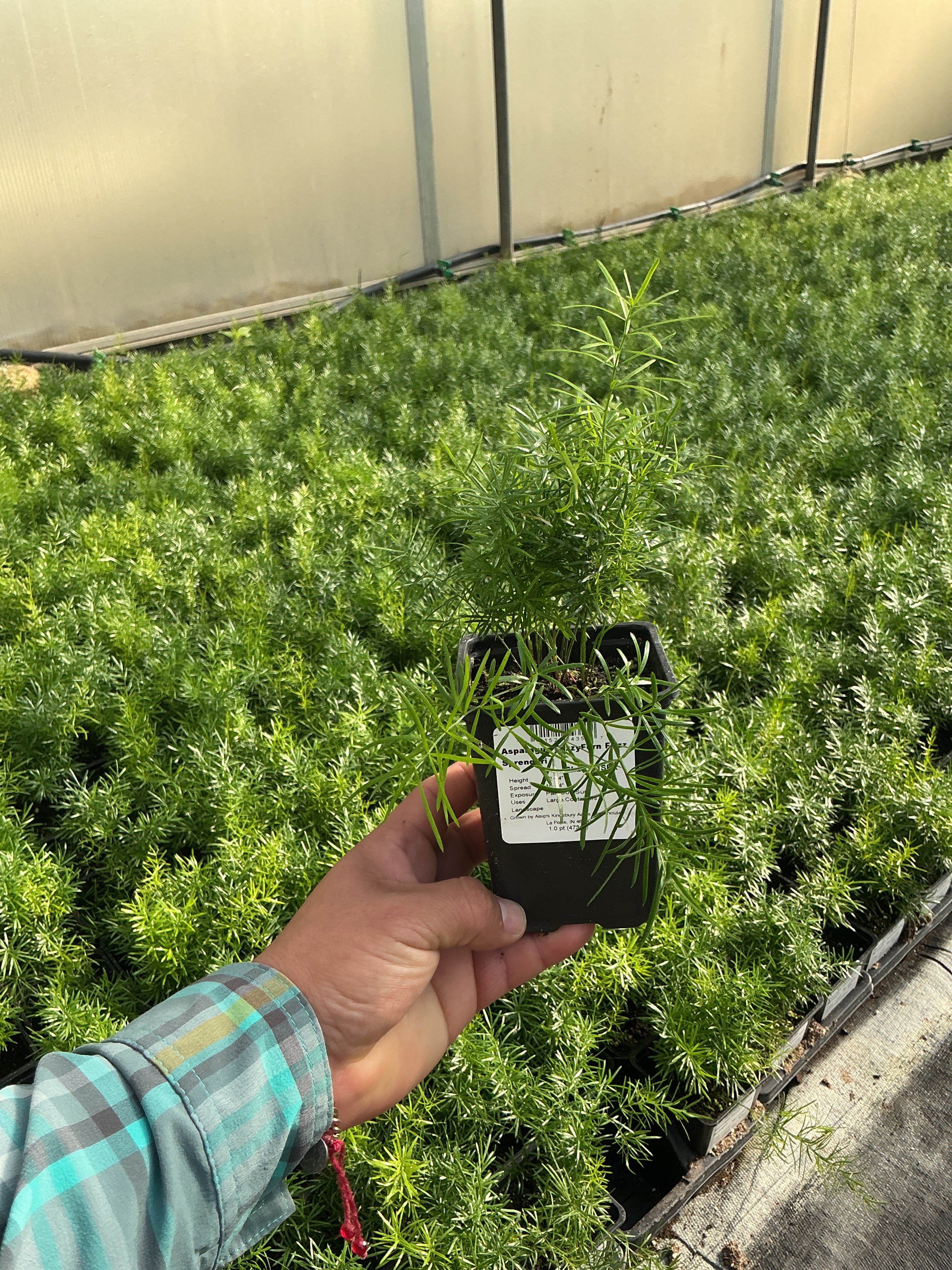 Asparagus Fern 'FuzzyFern™ Frizz' - 4" Accent Plants