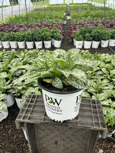 Pulmonaria Lungwort Pink A Blue