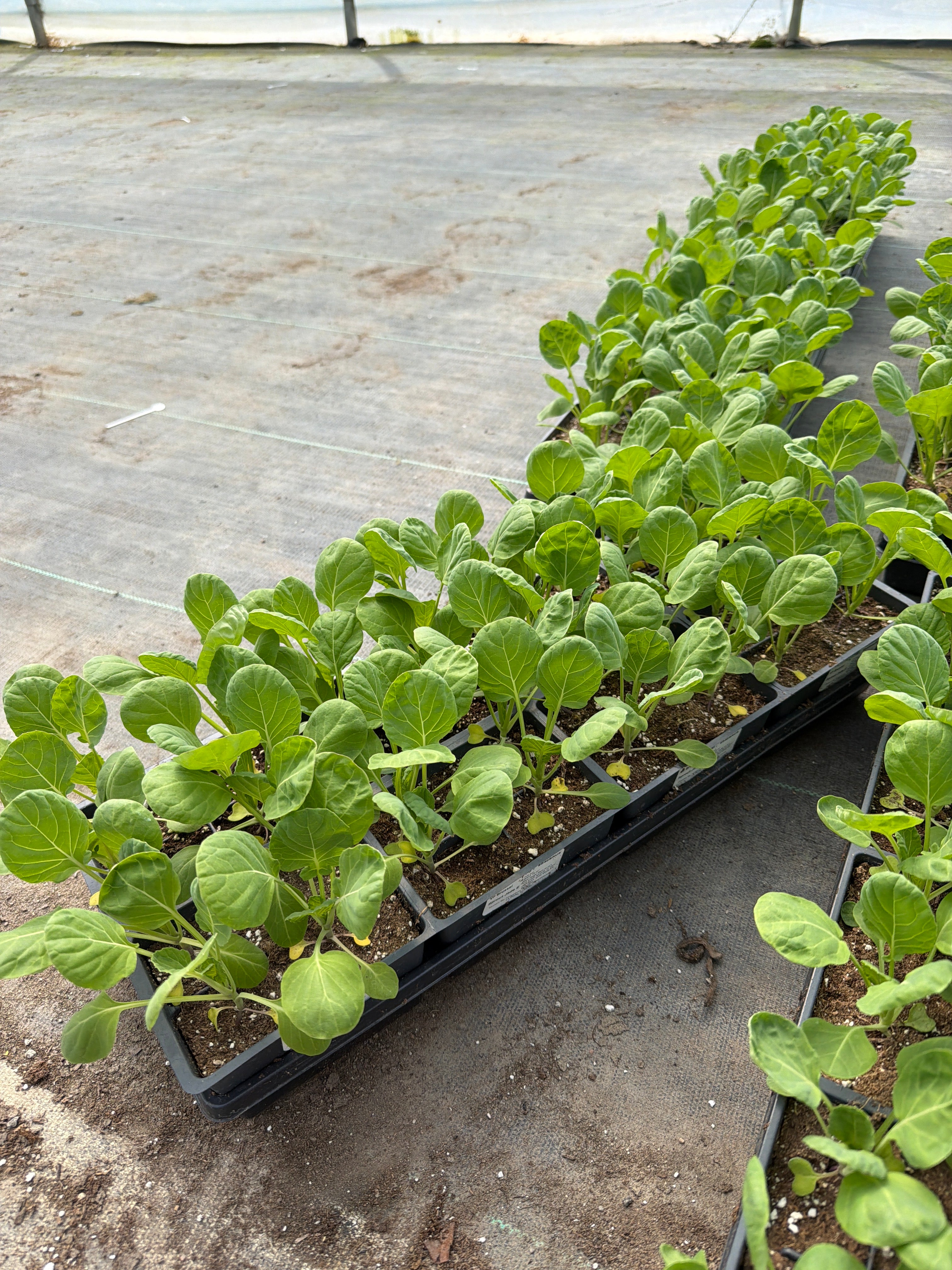 Brussel Sprout Jade E - 4 Pack Vegetable