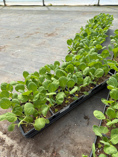 Brussel Sprout Jade E - 4 Pack Vegetable