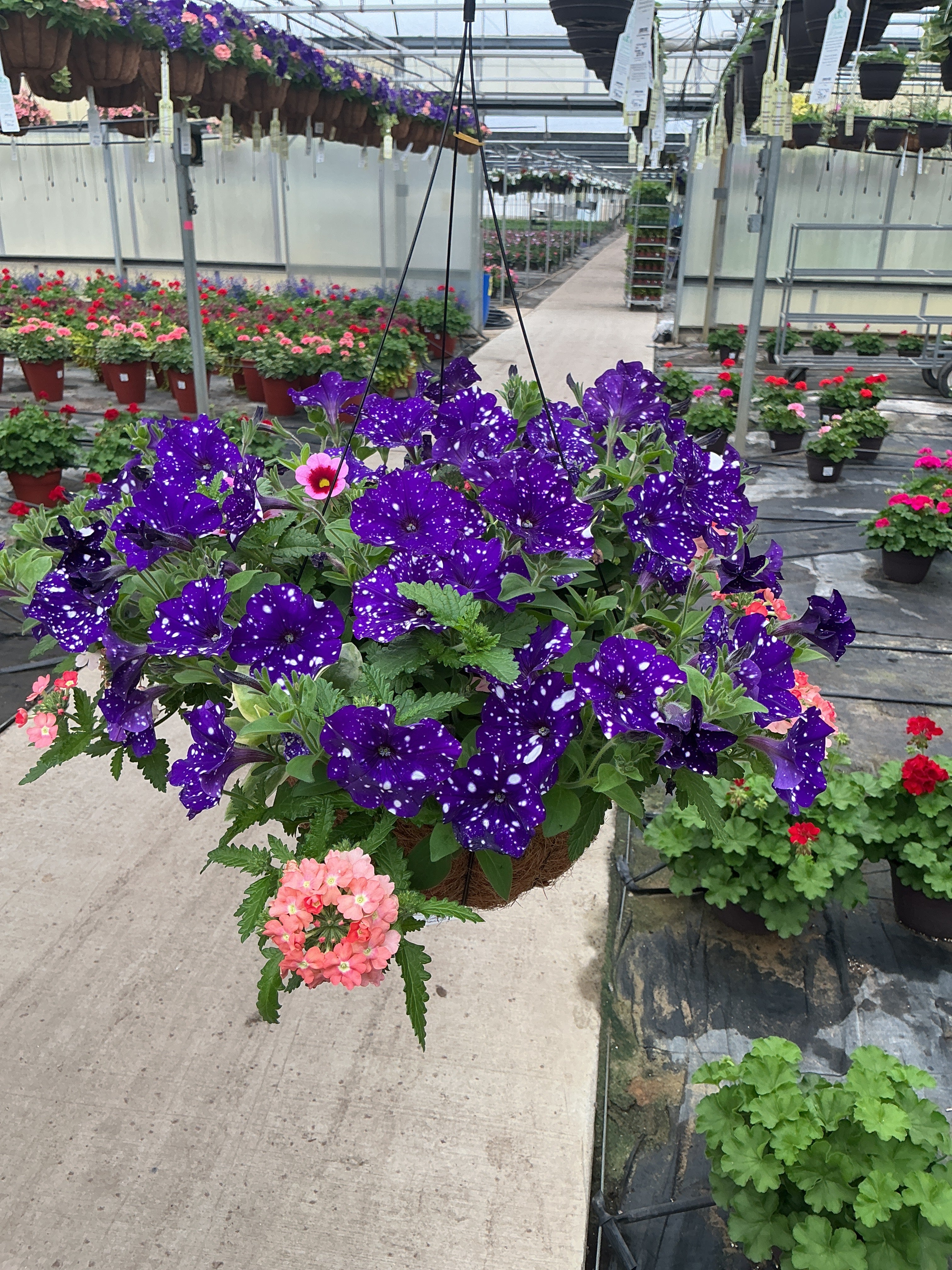 402 Sparkle Bright - 12" Coco Hanging Basket