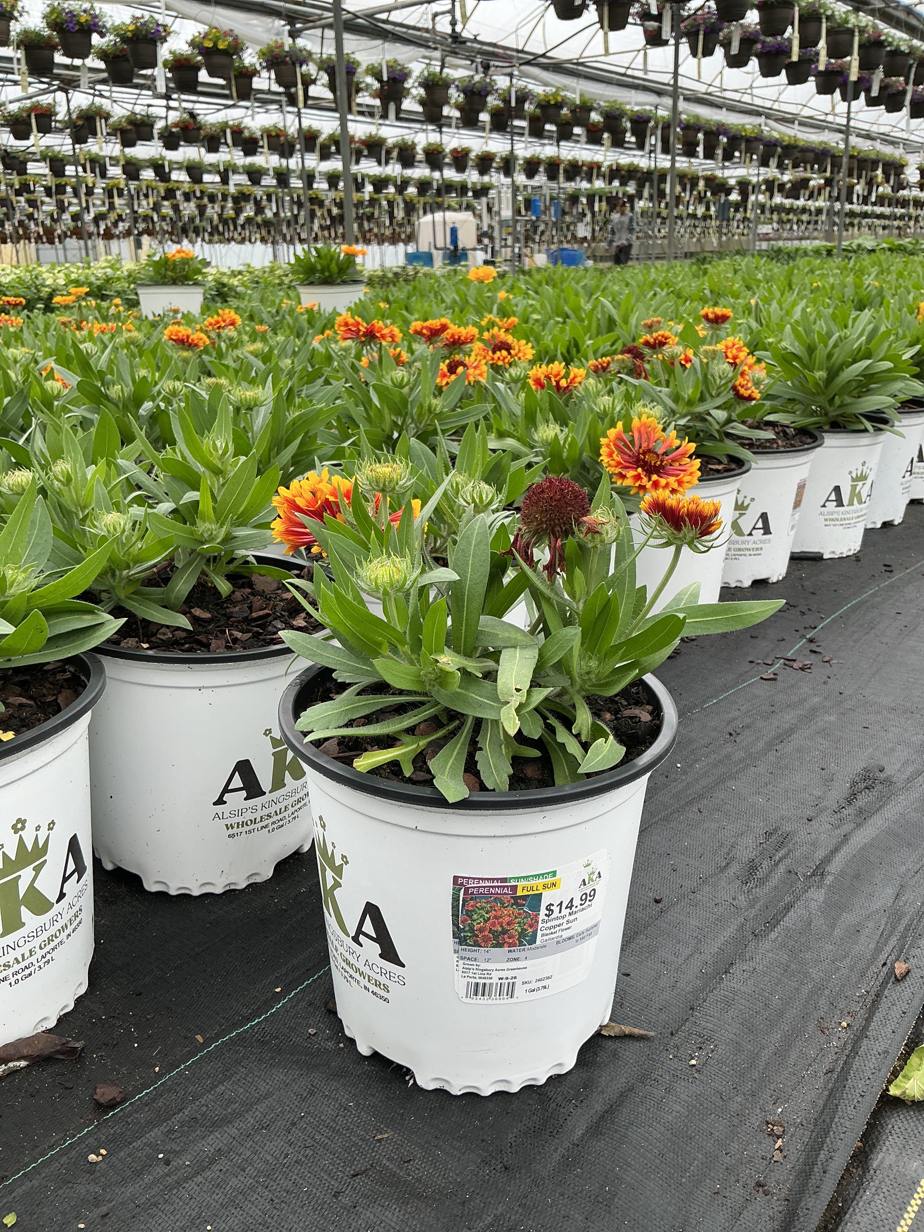 Gaillardia Blanket Flower Spintop Mariachi Copper Sun