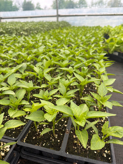 Pepper California Wonderful - 4 Pack Vegetable