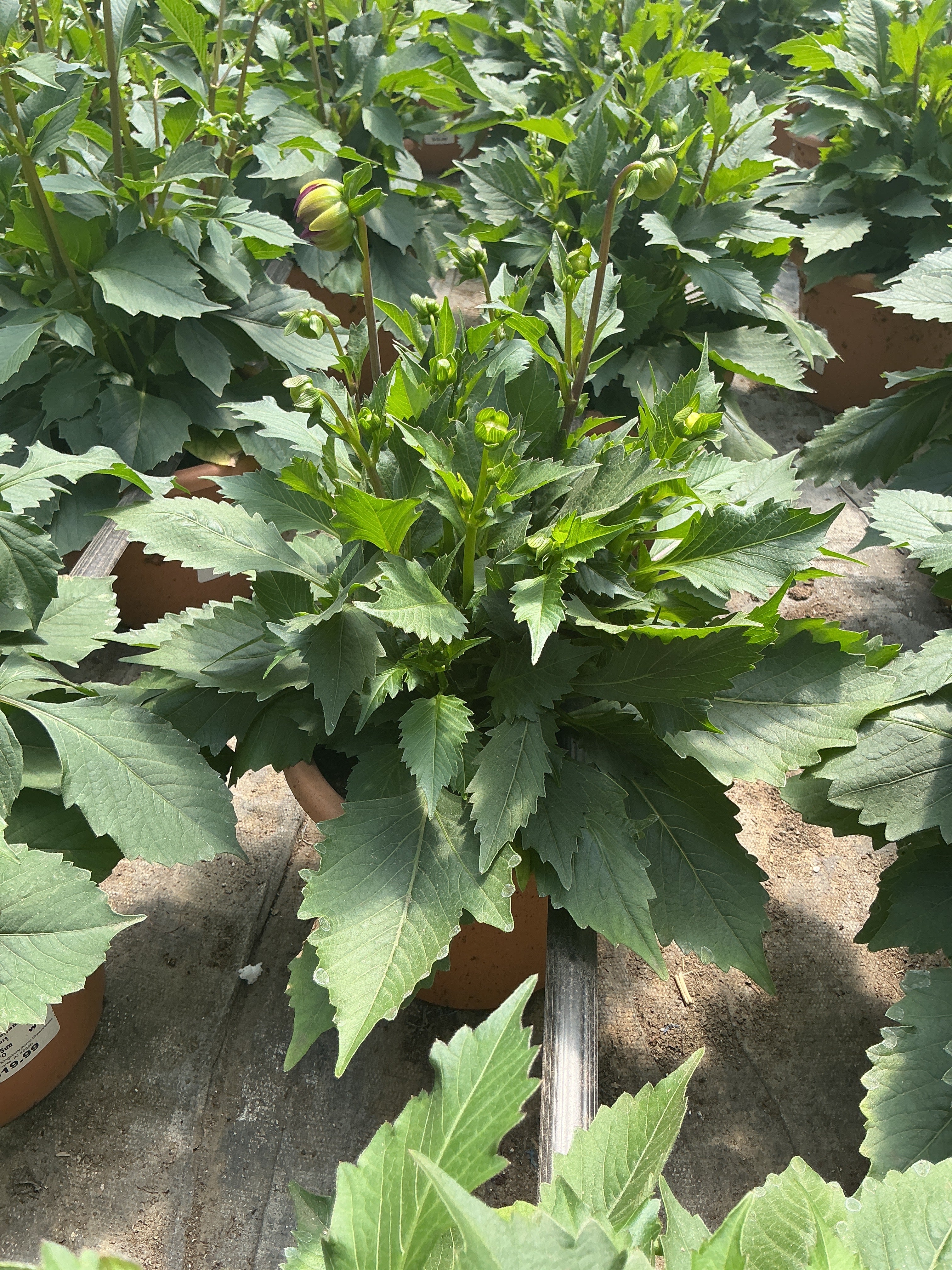 Dahlia Megaboom Passion Fruit - 8" Planter