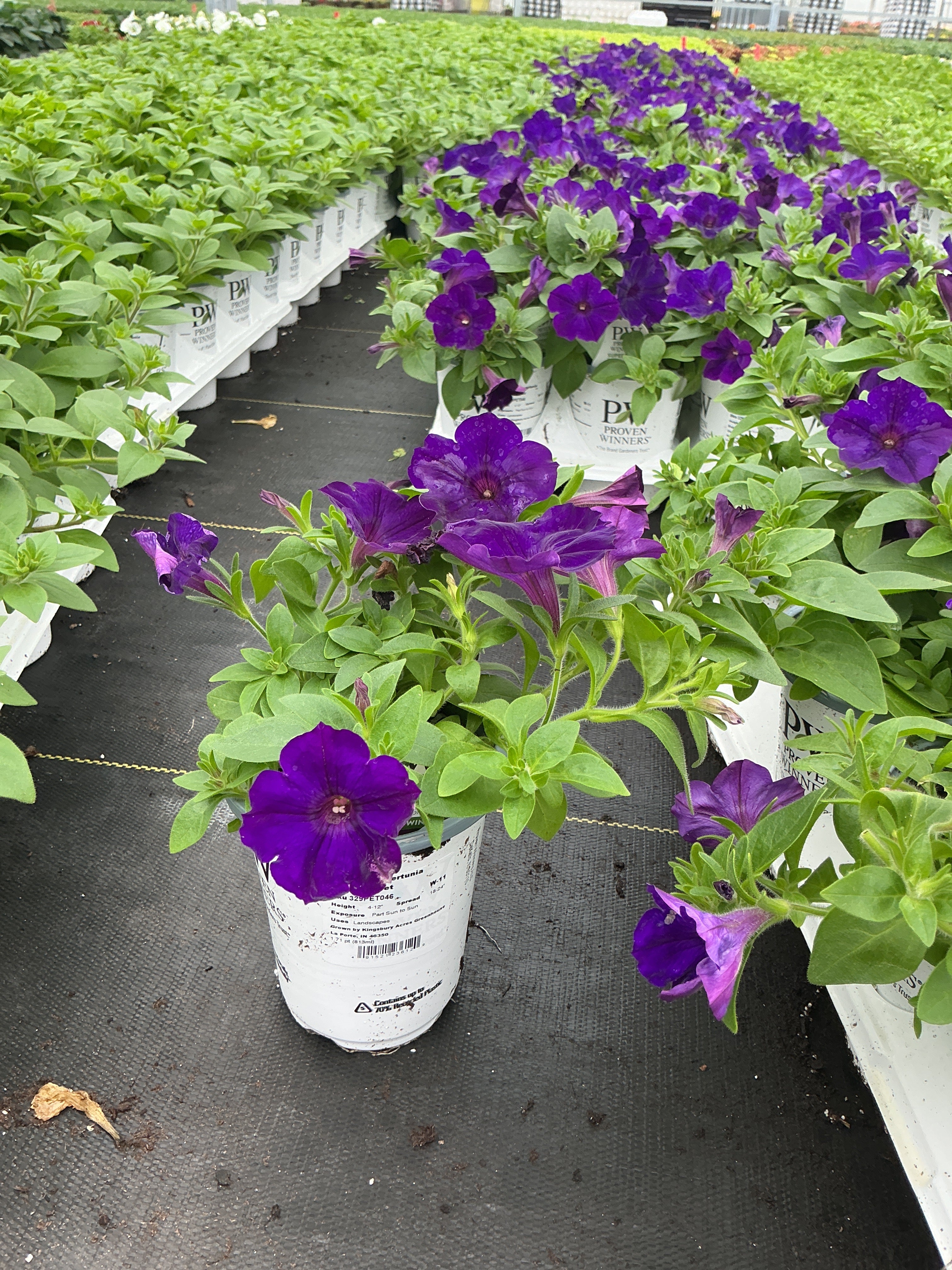 Petunia Supertunia Royal Velvet - 4.25" Proven Winners Annual