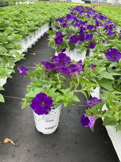 Petunia Supertunia Royal Velvet - 4.25" Proven Winners Annual