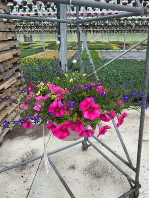 111 Lip Sync - 11" Hanging Basket