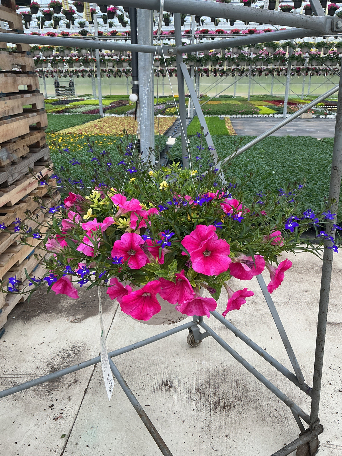 111 Lip Sync - 11" Hanging Basket