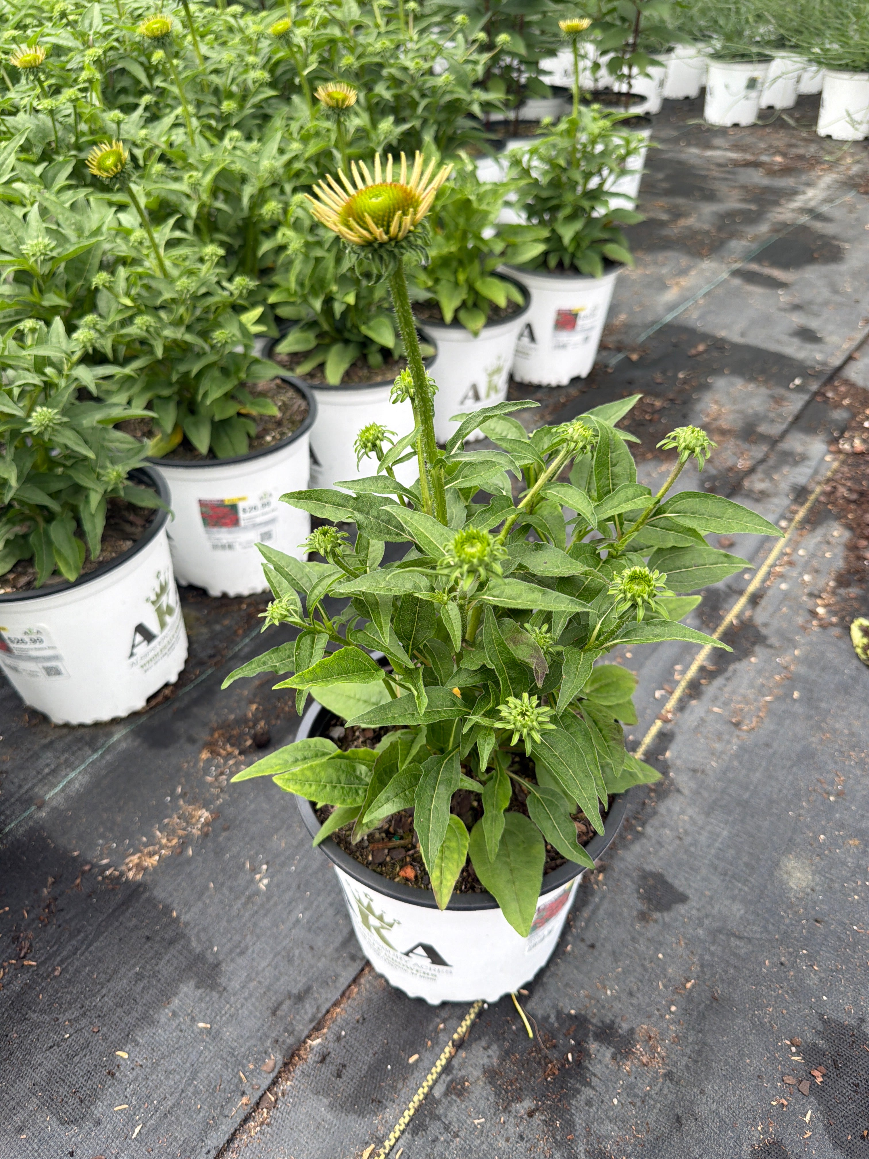 Echinacea Coneflower Sombrero Salsa Red
