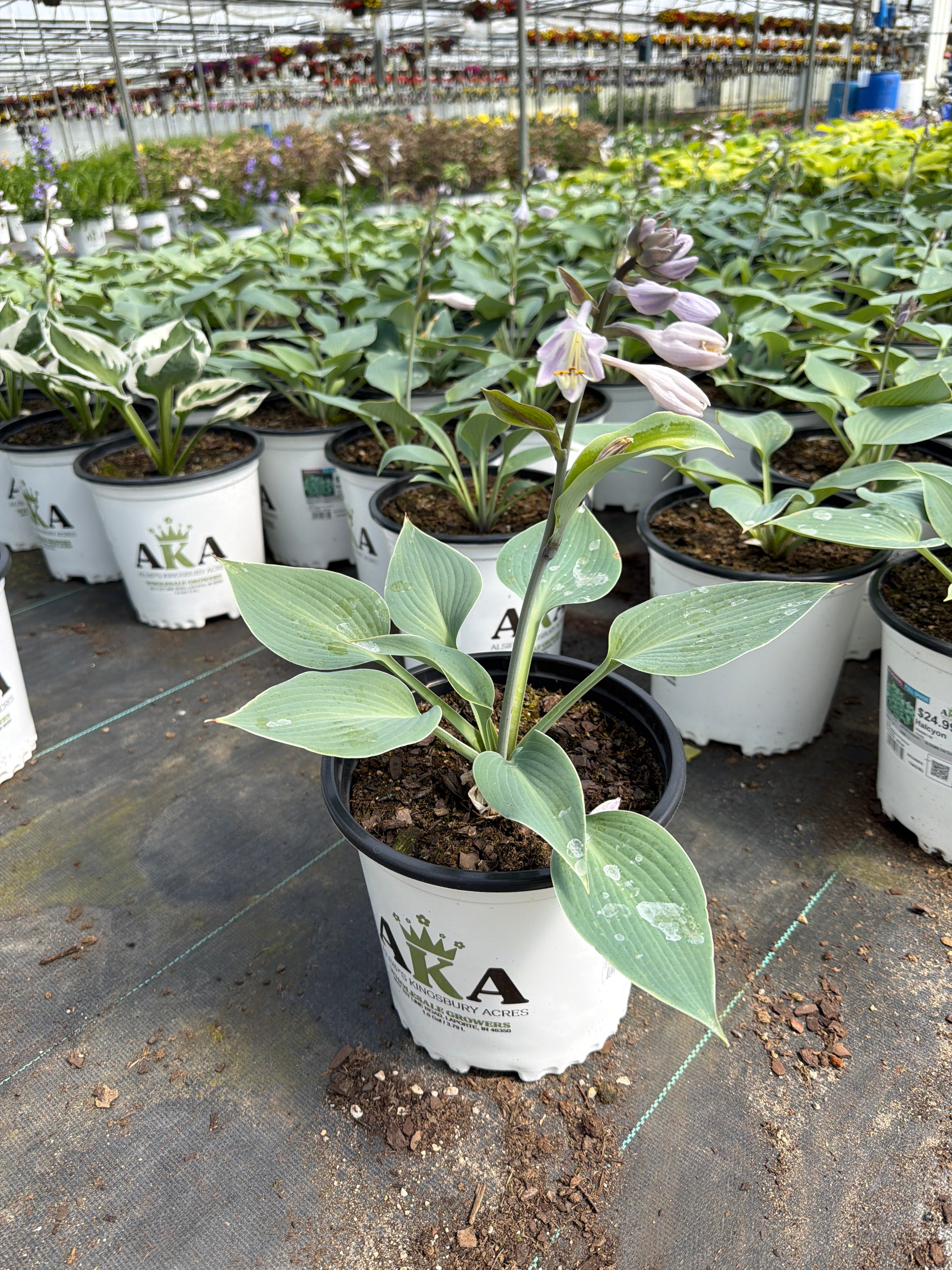 Hosta Plantain Lily Halcyon